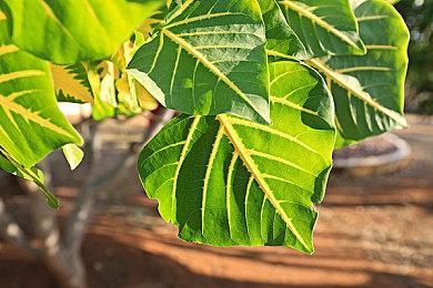 钢筋混凝土时代来临 《末日地带：与世隔绝》“繁荣”DLC上线